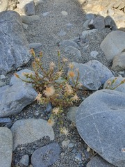 Vittadinia australis