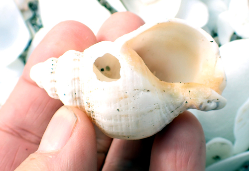 Austrofusus chathamensis, 2026-02-05