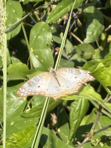 White Peacock (Anartia jatrophae)