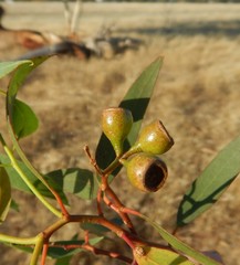 Eucalyptus leucoxylon