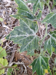 Cucurbita palmata