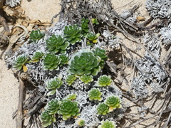 Heliotropium anomalum