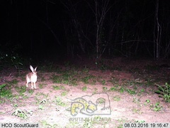 Sylvilagus cunicularius insolitus