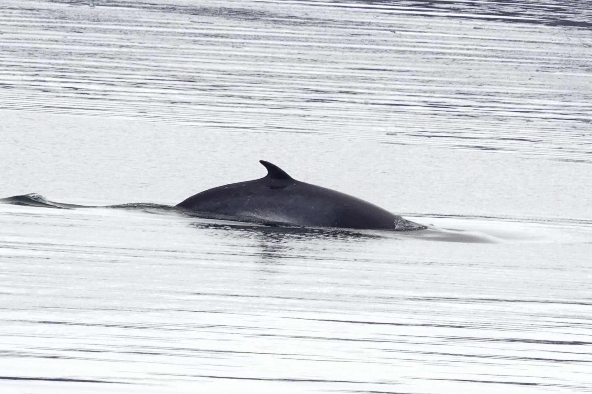 Balaenoptera bonaerensis