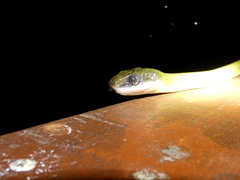 Boiga nigriceps