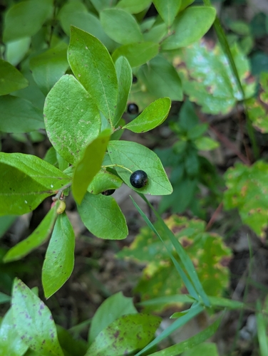 black huckleberry (Gaylussacia baccata)