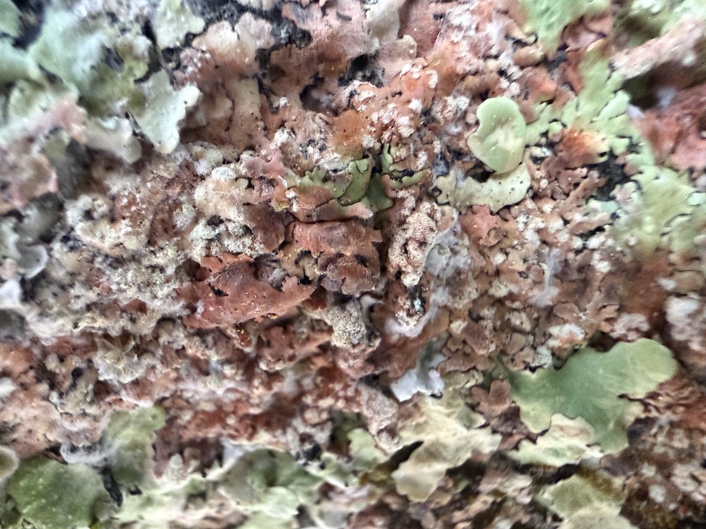 Erythricium aurantiacum · February 2026 · photo: © lucian_clanet (iNaturalist, cc-by)