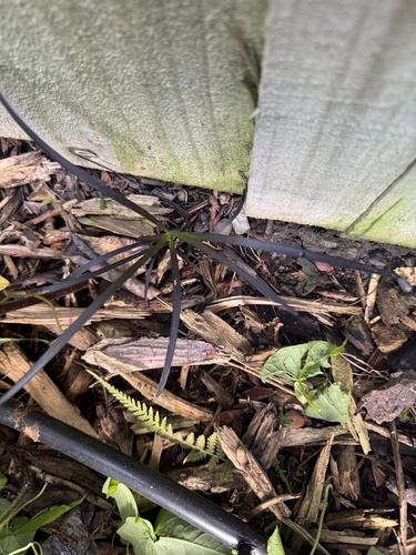 Ophiopogon planiscapus