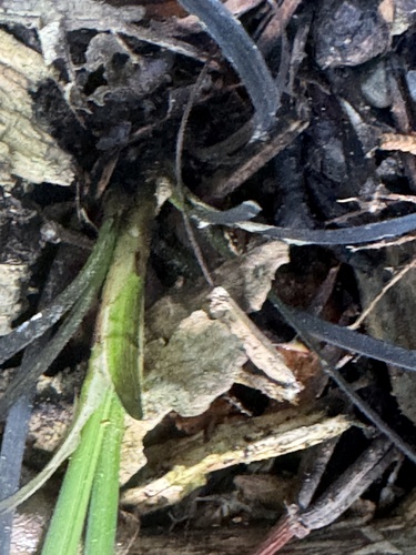 Ophiopogon planiscapus