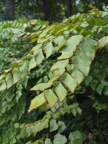 Adiantum trapeziforme observed 2026-02-05