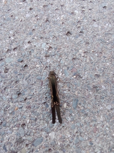 Dorantes Longtail