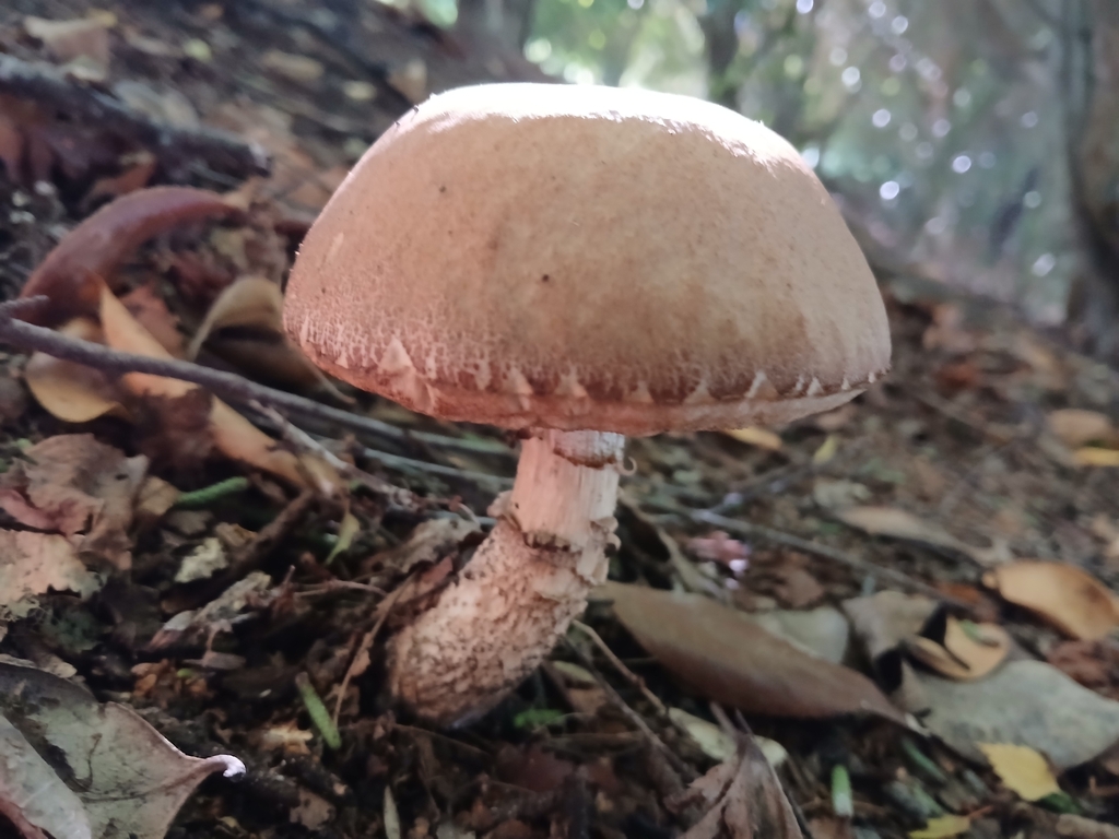 Leccinum scabrum · February 2026 · photo: © claire_grace83 (iNaturalist, cc-by)