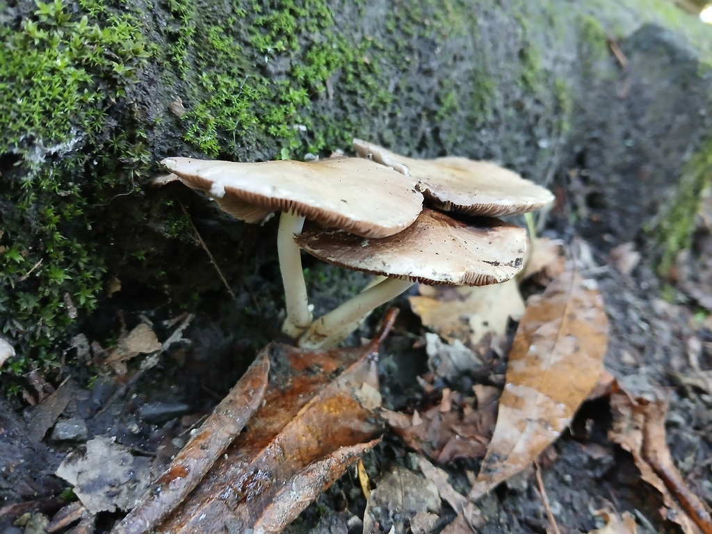 Candolleomyces candolleanus · February 2026 · photo: © claire_grace83 (iNaturalist, cc-by)