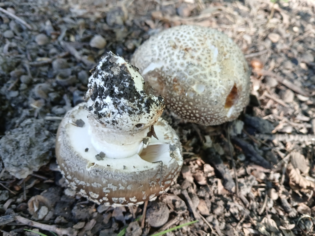 Amanita excelsa spissa · February 2026 · photo: © claire_grace83 (iNaturalist, cc-by)