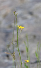 Goodenia macbarronii