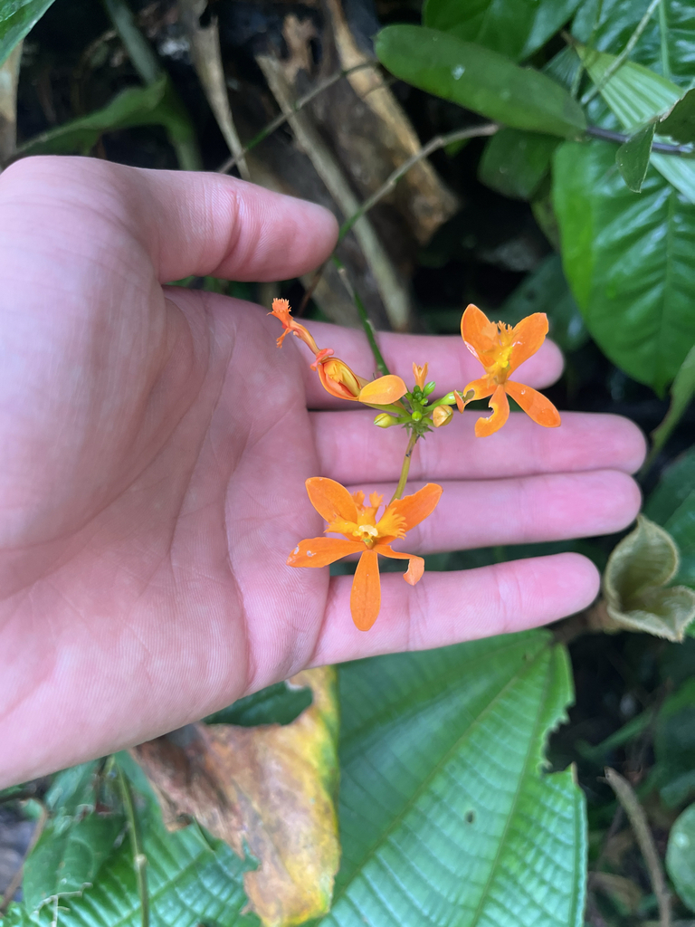 Epidendrum caquetanum Schltr. 3