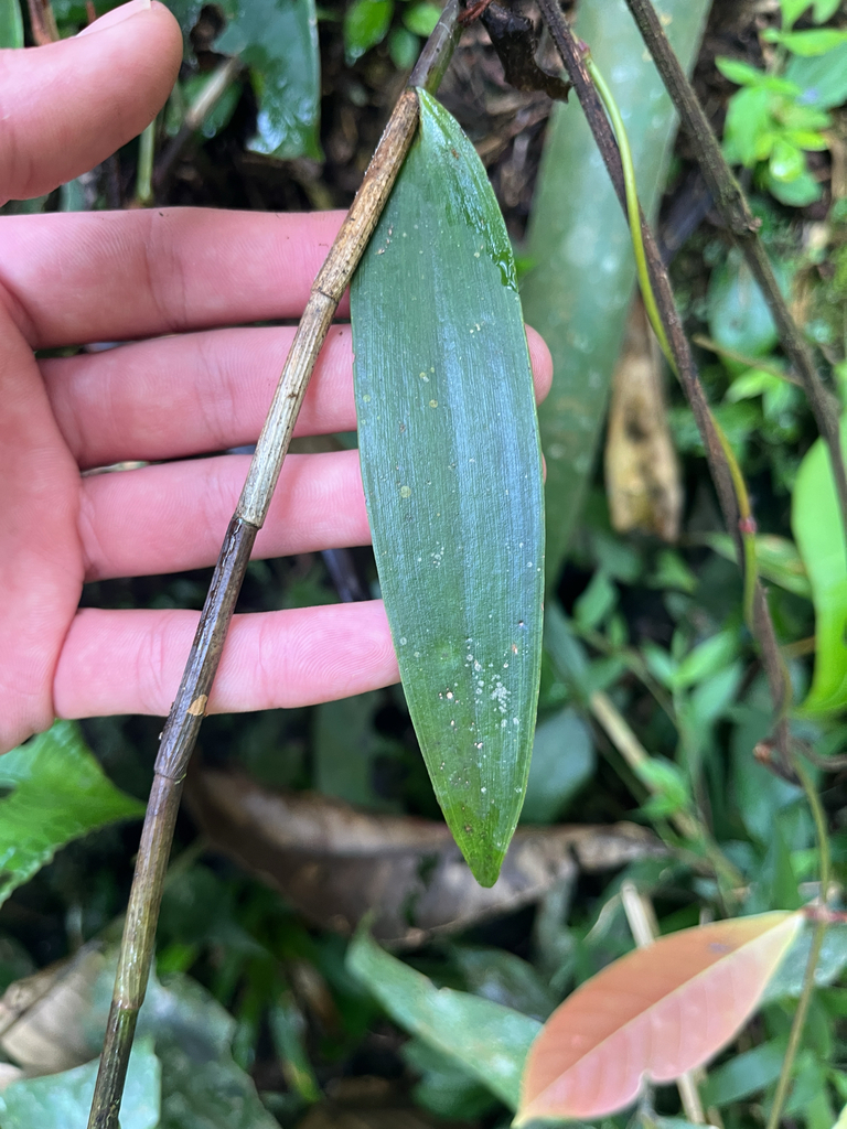 Epidendrum caquetanum Schltr. 4