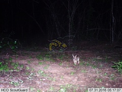 Sylvilagus cunicularius insolitus