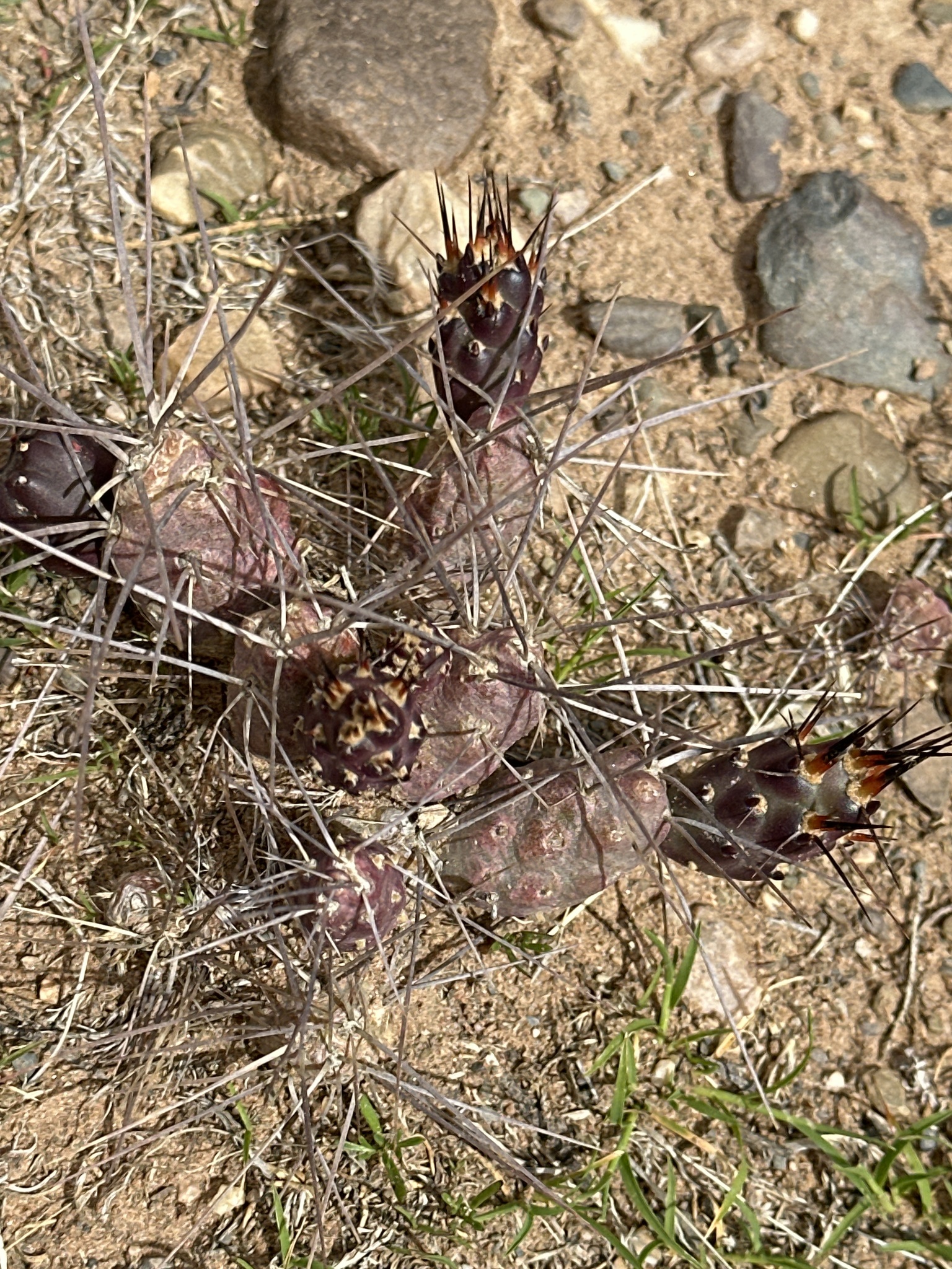 Tephrocactus nigrispinus