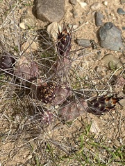 Tephrocactus nigrispinus