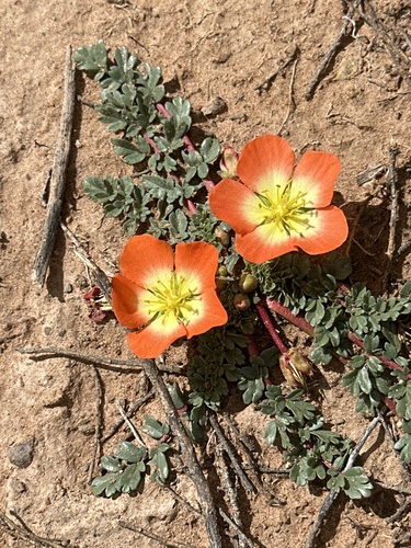 Hypseocharis pimpinellifolia, photograph 2