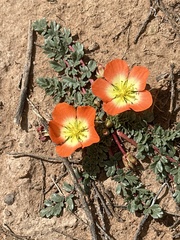 (c) Rosario Douglas, some rights reserved (CC BY) Hypseocharis pimpinellifolia, photograph (c) Rosario Douglas, some rights reserved (CC BY)