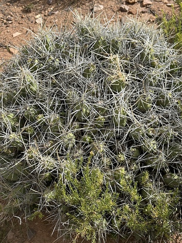 Cumulopuntia chichensis, photograph 1