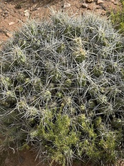 Cumulopuntia chichensis