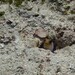 Opistognathus aurifrons