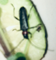 Pronocera collaris collaris