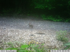 Sylvilagus cunicularius insolitus