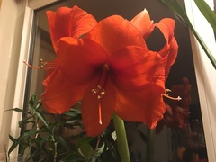 Hippeastrum hybridum