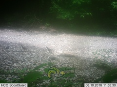 Callipepla douglasii