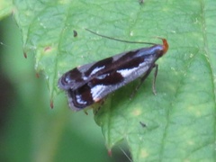 Dichomeris ochripalpella
