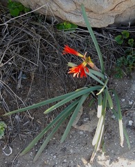 Zephyranthes phycelloides
