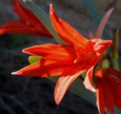 Zephyranthes phycelloides