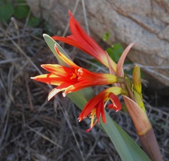 Zephyranthes phycelloides