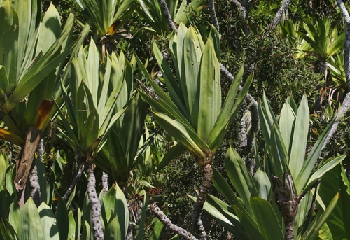 Pandanus platyphyllus observed 2026-01-29