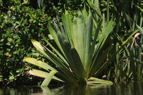 Pandanus platyphyllus observed 2026-01-29