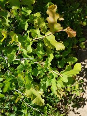 Nothofagus glauca
