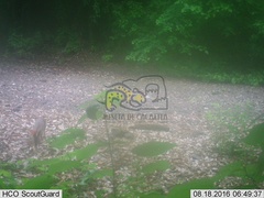 Sylvilagus cunicularius insolitus