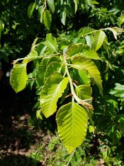 Nothofagus alessandrii