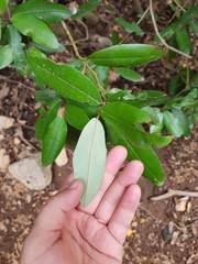 Aextoxicon punctatum