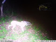 Lynx rufus escuinapae