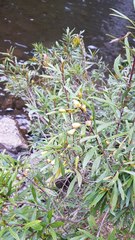Myrceugenia lanceolata