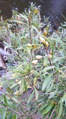 Myrceugenia lanceolata