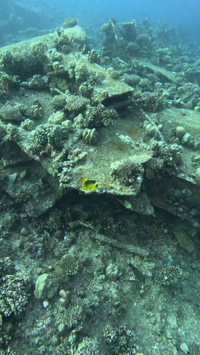 Chaetodon fasciatus