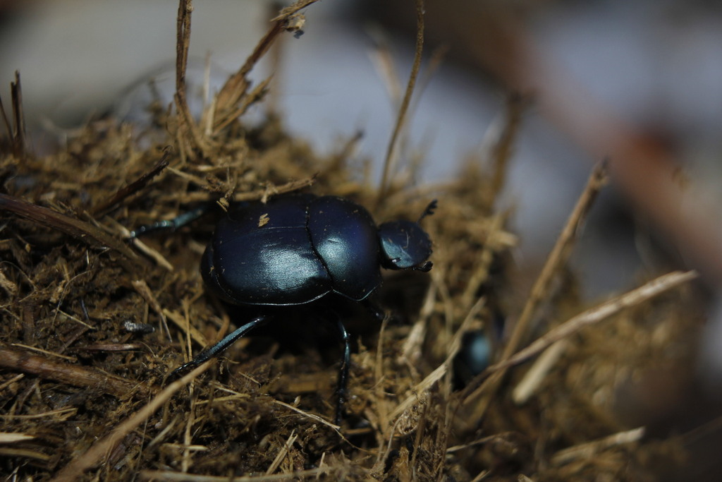 Tumblebug