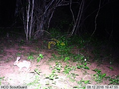 Sylvilagus cunicularius insolitus