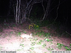 Sylvilagus cunicularius insolitus